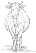 pictogramme de vache