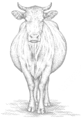 image de vaches